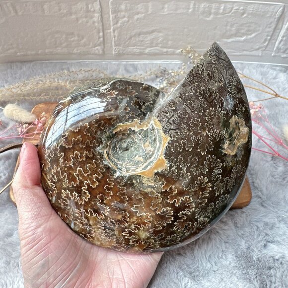 Gorgeous Large Ammonite Fossil | Ammonite Specimen - Picture 1 of 5